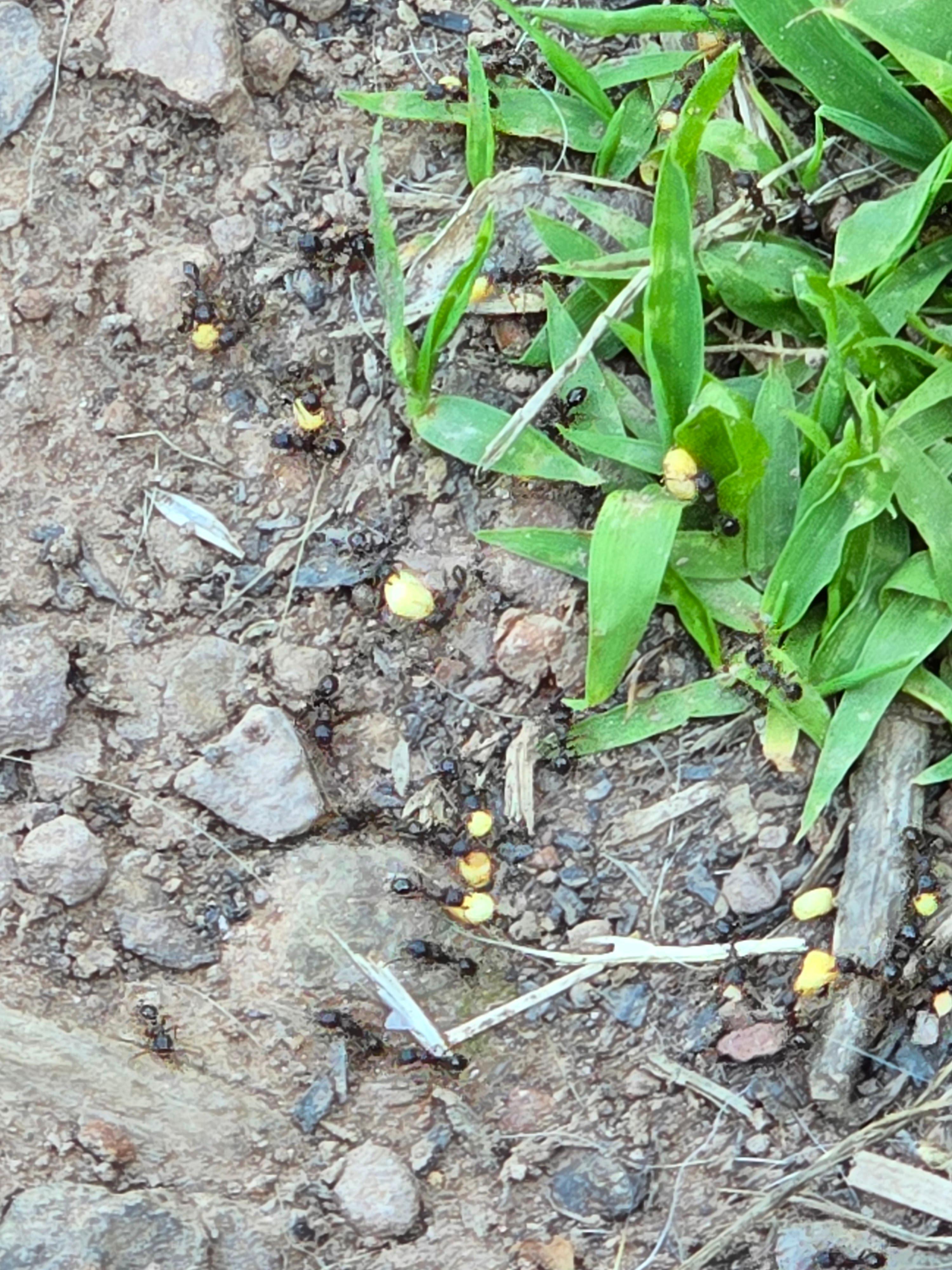 Ants taking bait