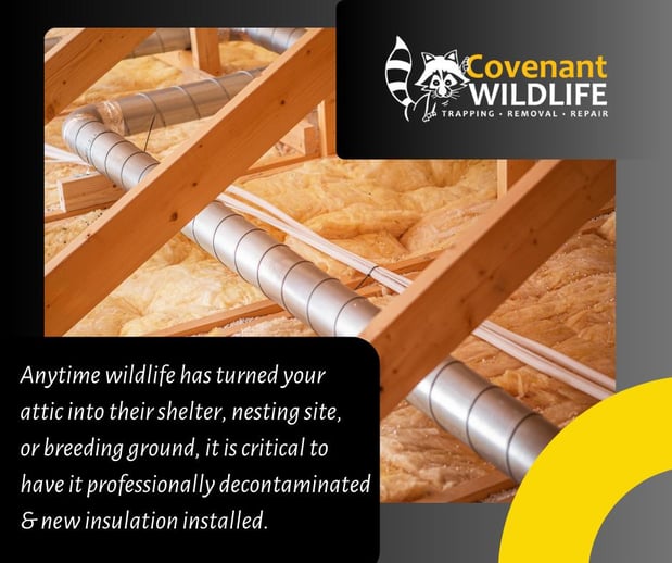 Images Covenant Wildlife