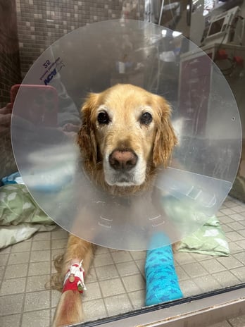 Images VCA West Los Angeles Animal Hospital