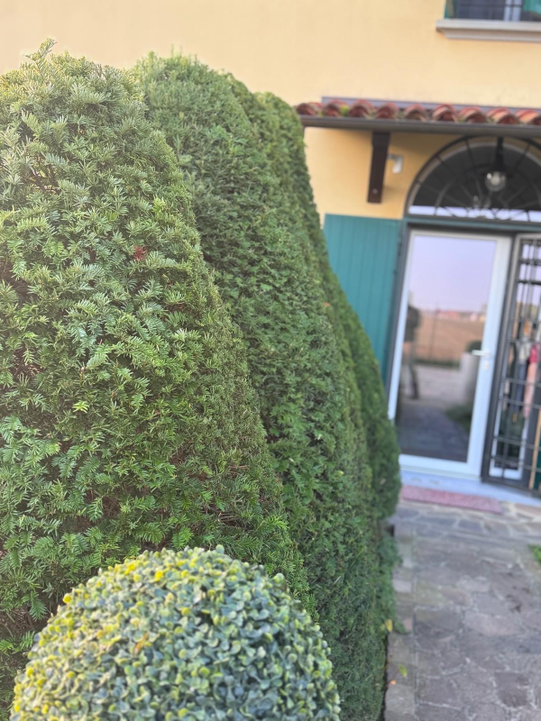 Images Arborium Garden di Samuele Leonelli