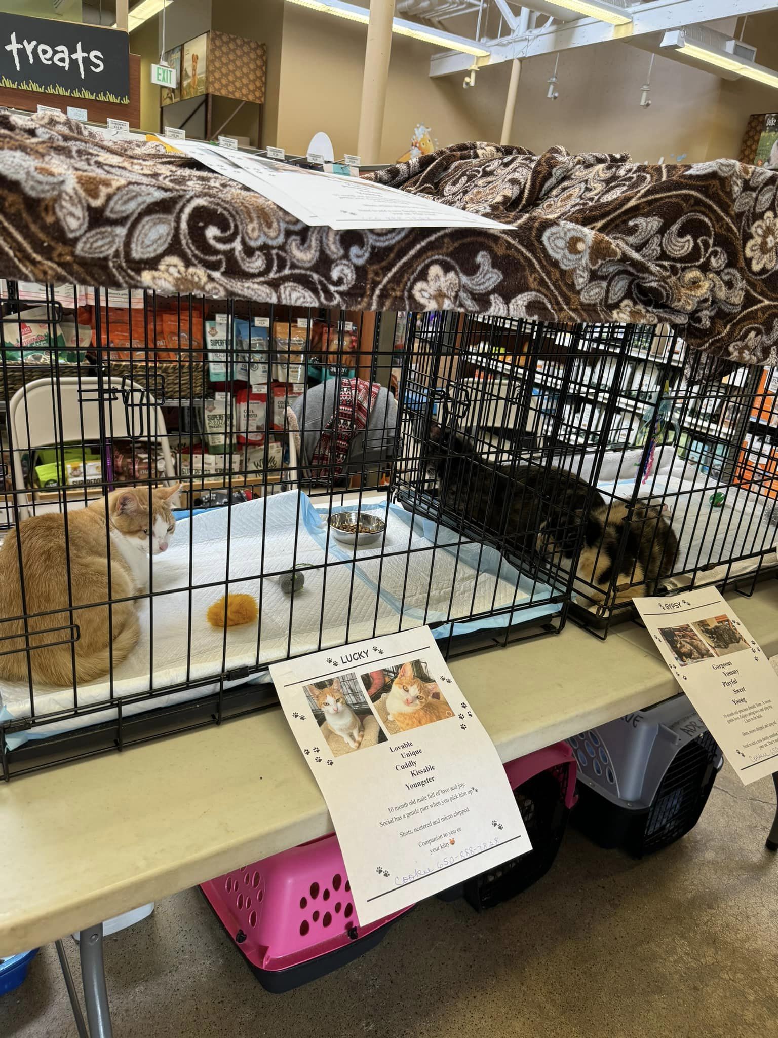 Hard to resist these cuties! If you are looking for some love Pet Food Express in Pacifica has some beautiful kitties to adopt