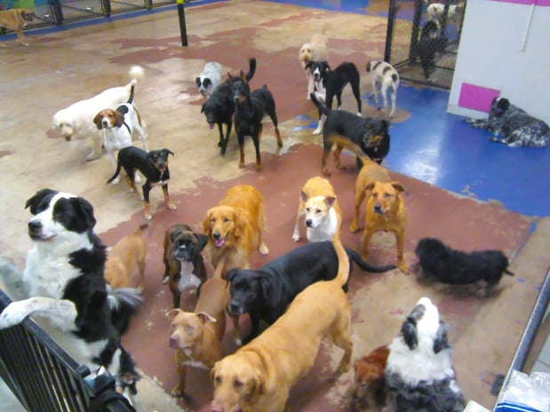 Images DOGGY DAY CARE
