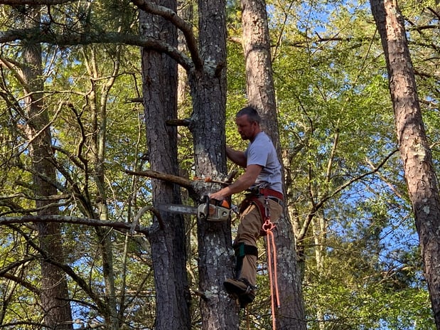 Images Huckabee Tree Service of Covington