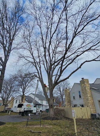 Images Harrison's Pro Tree Service Inc.