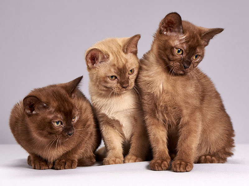 Dr. Elie Pet Rescue Image