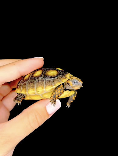 Images Cold Blooded Kingdom