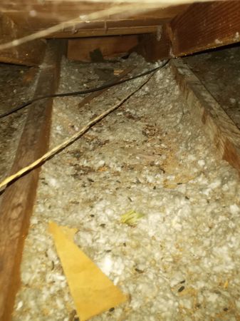 Images Rodent Solution