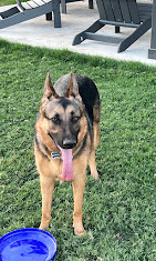 Images Dog Pawpa K9 Connection