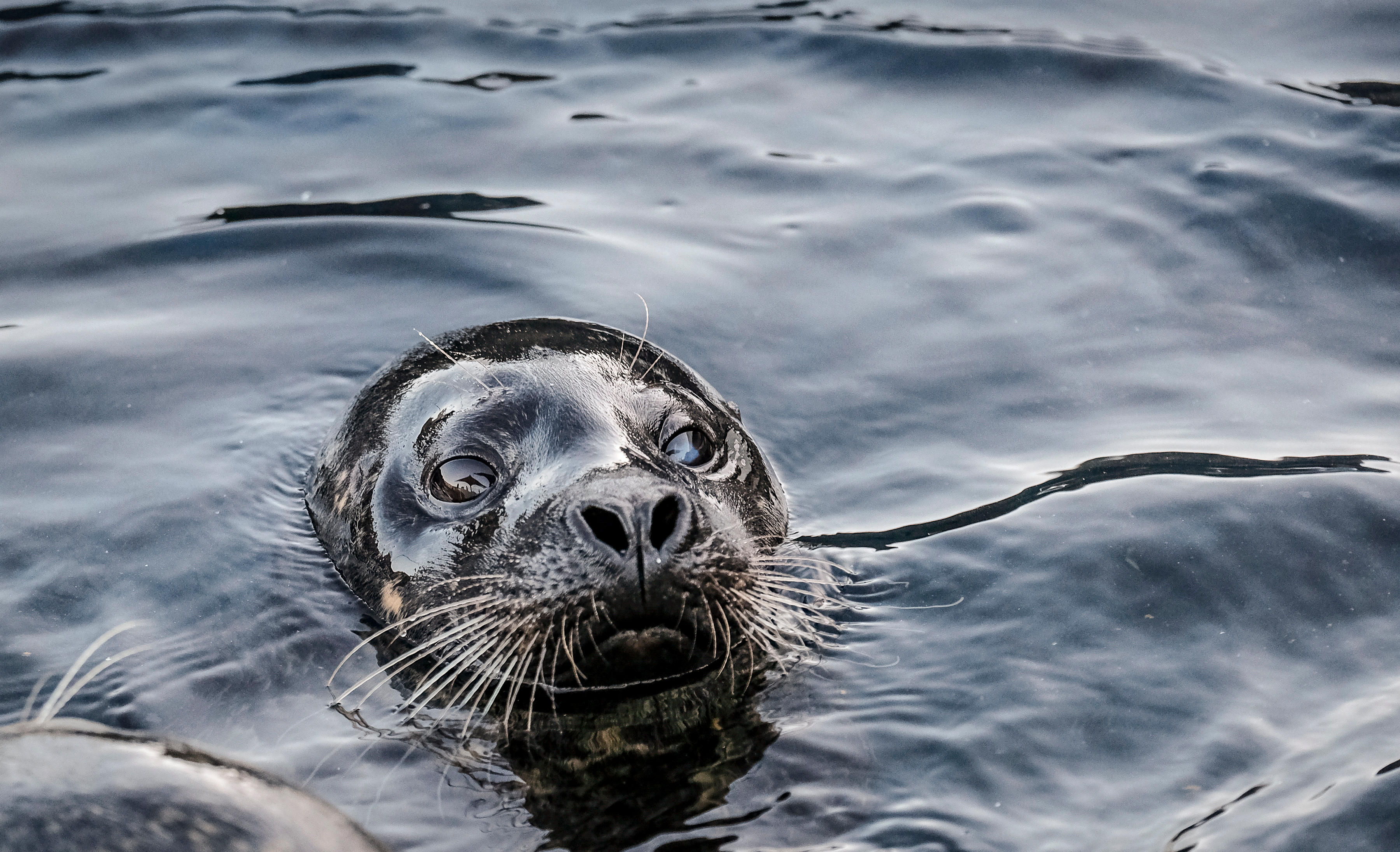 Meet our resident seals! SEA LIFE Scarborough Scarborough 01723 373414