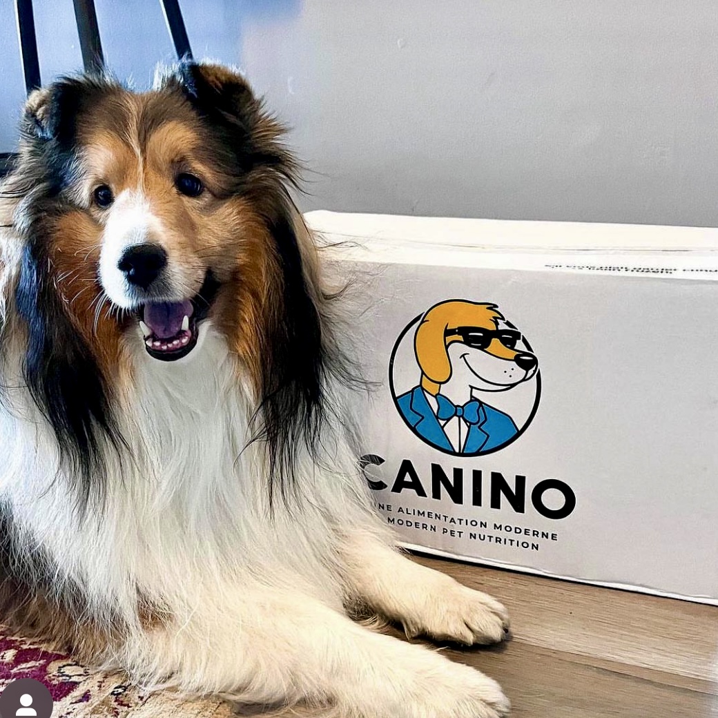 Images Canino