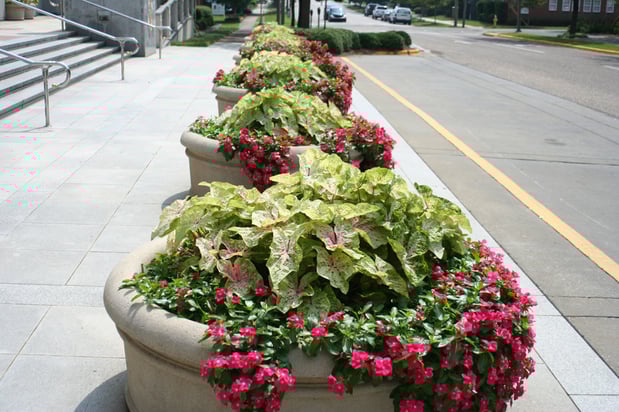 Images Top Notch Lawns