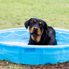 Hoff's Hounds Photo