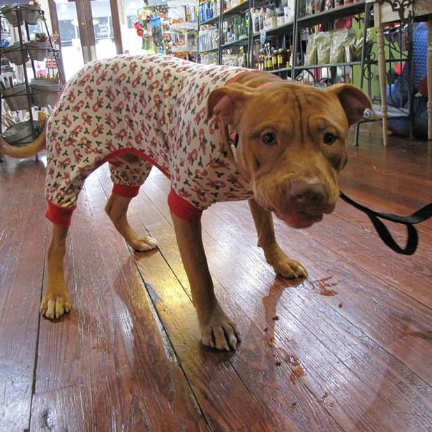 Images The Good Dog Shoppe