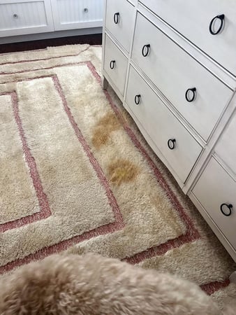 Images Zest Carpet Cleaning