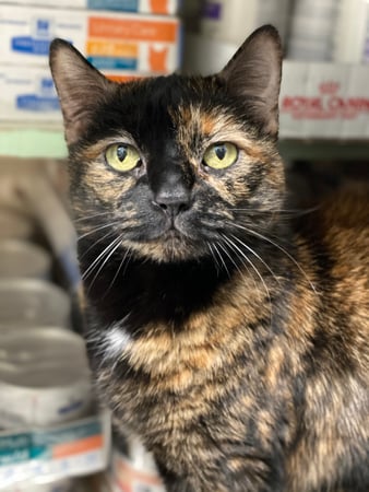 Images Melrose La Brea Animal Hospital