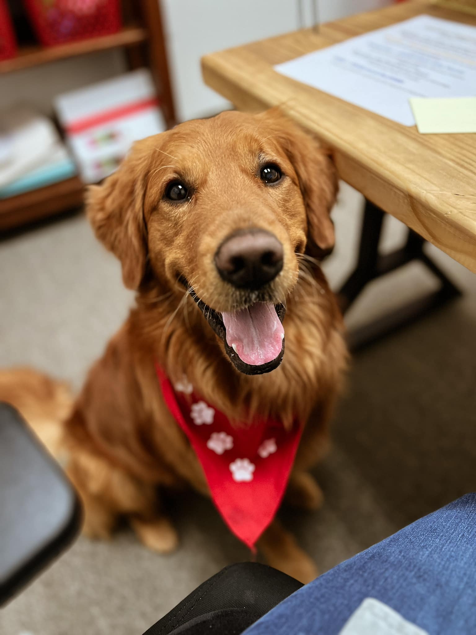 We love an office dog!