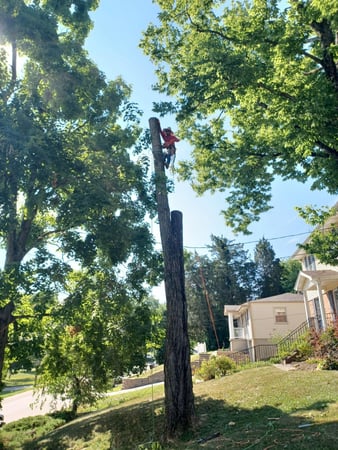 Images Rojas Chops Tree Service LLC