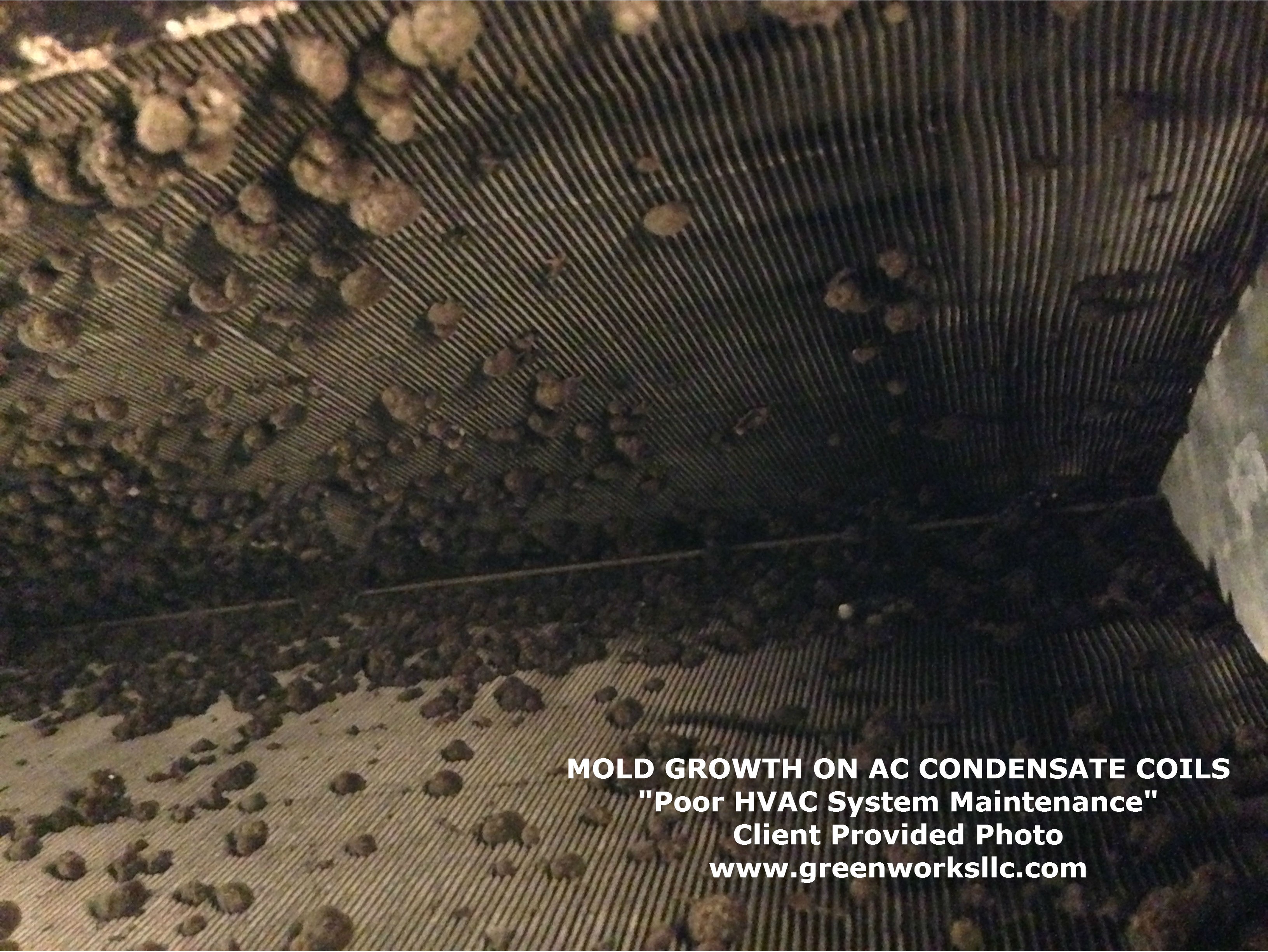 Dirty AC coil photo showing buildup that can affect indoor air quality and contribute to moisture or mold concerns.