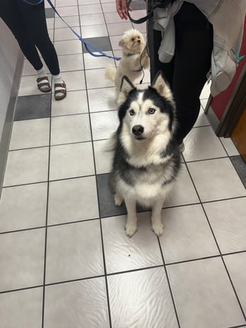 Images VCA Preston Park Animal Hospital