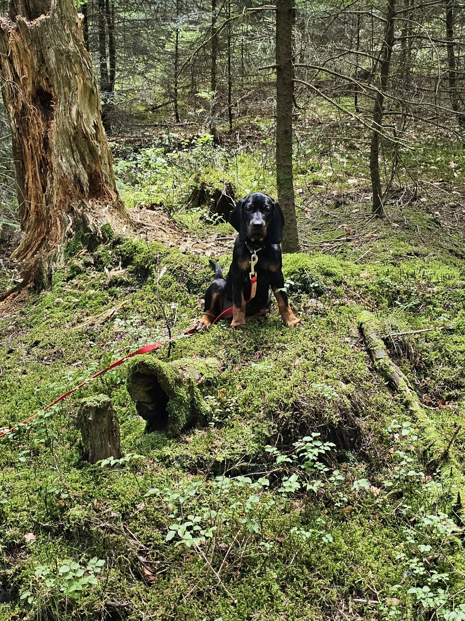 Bilder Miris Hundeschule