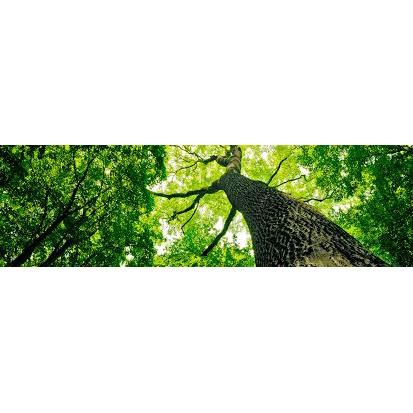 Mike's Tree Service