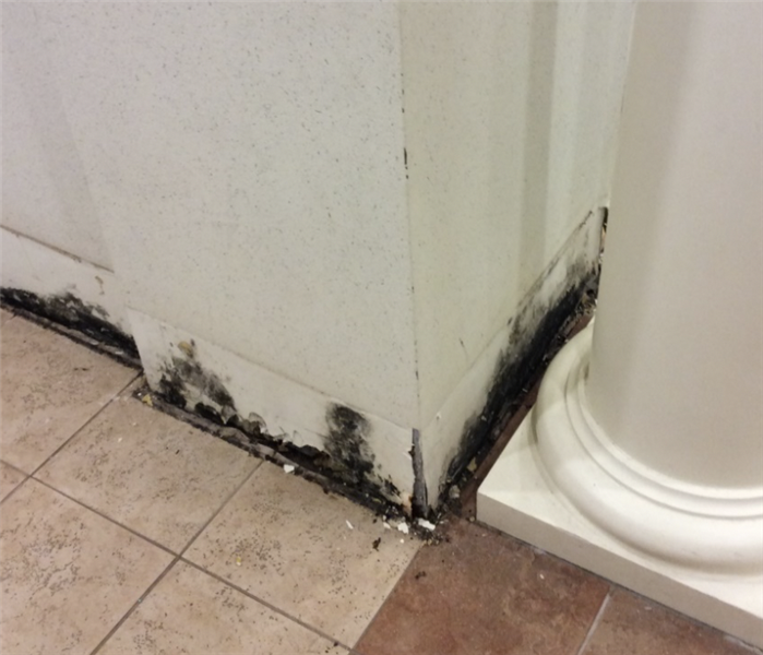 Substantial Mold Growth in Bloomfield