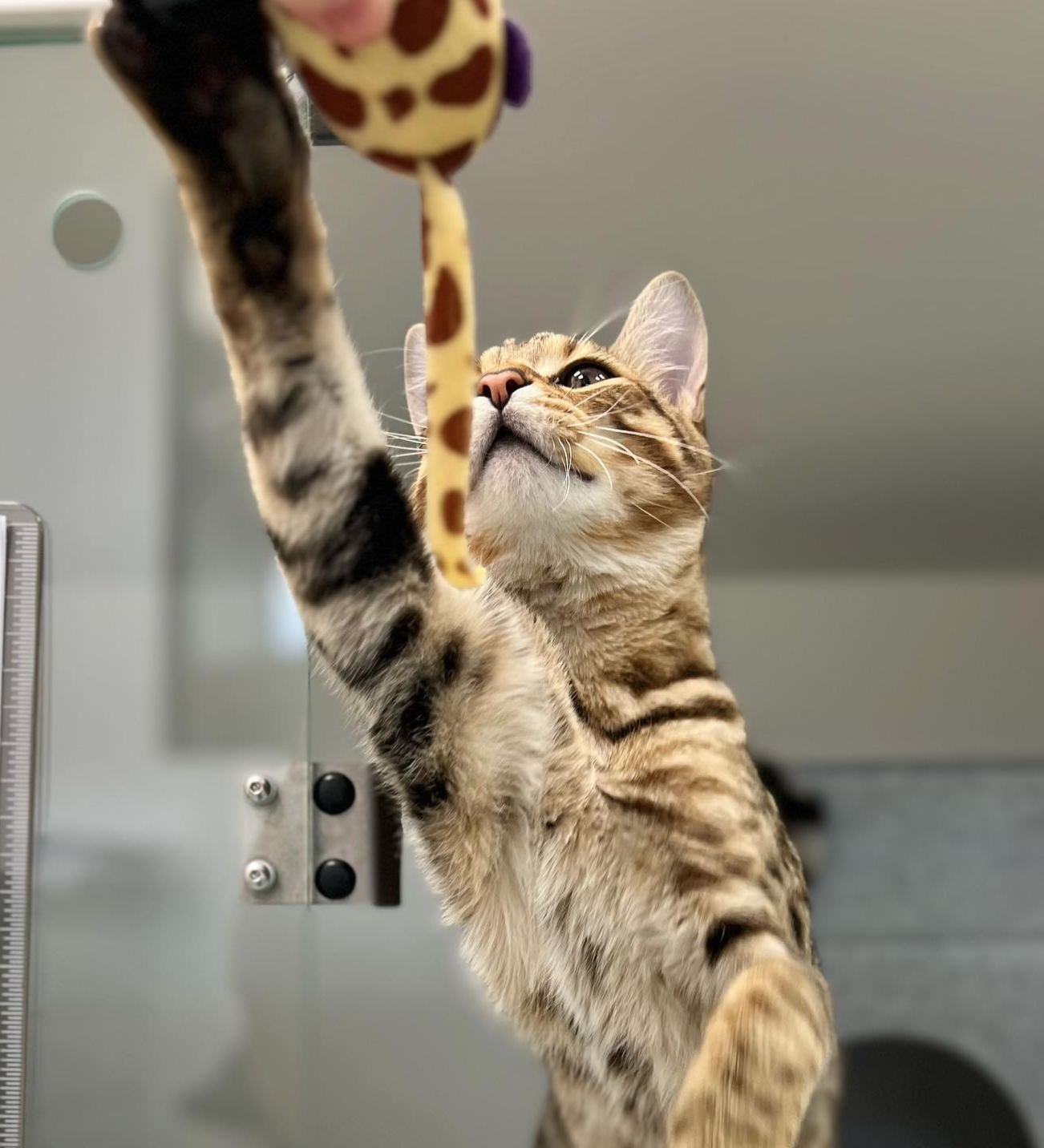 Images Pet People Vets - East Sheen