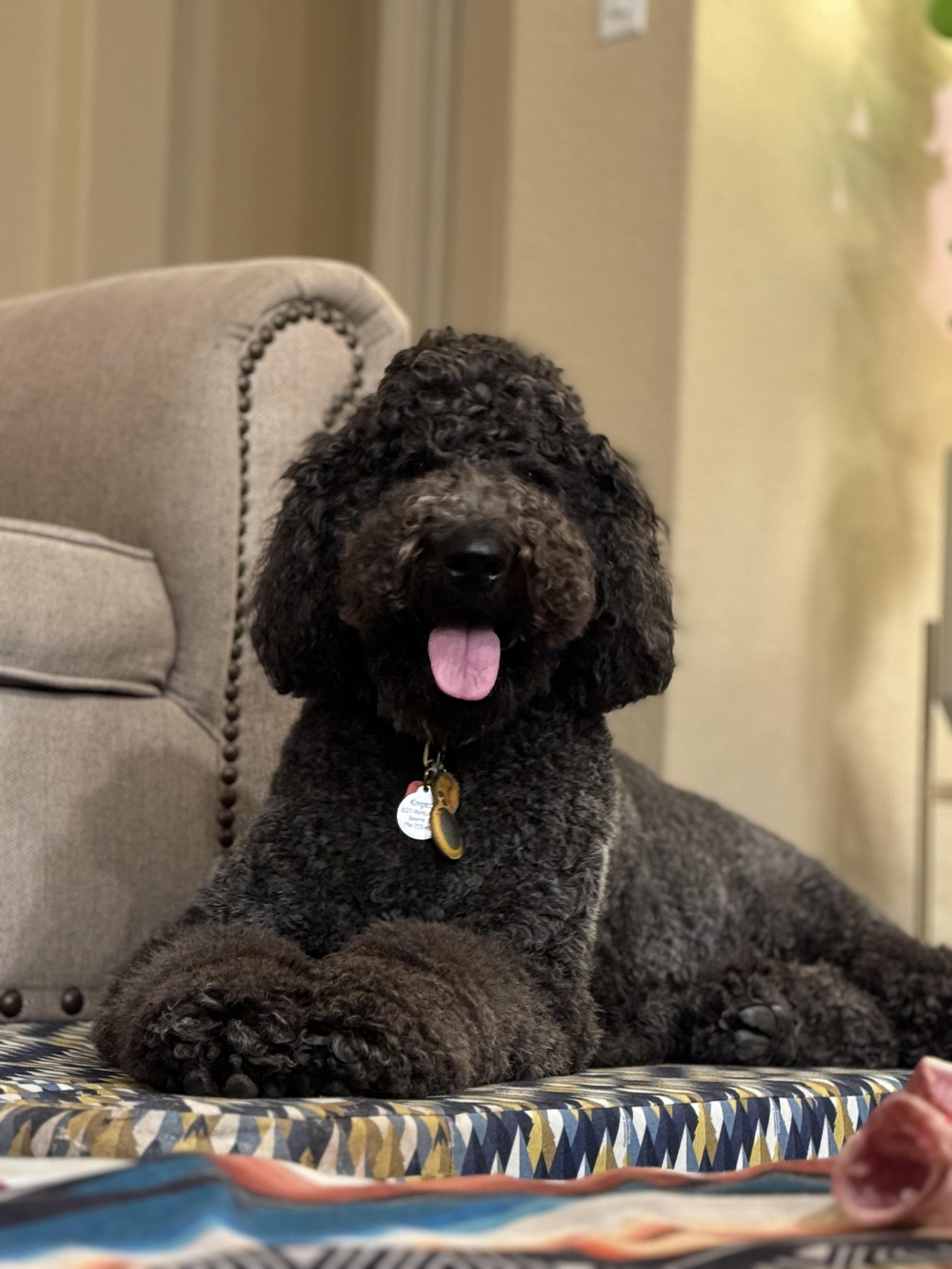 Doodle Me This Kingston and Hamilton LLC Image