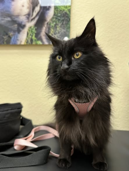 CityVet | Providence cat patient!