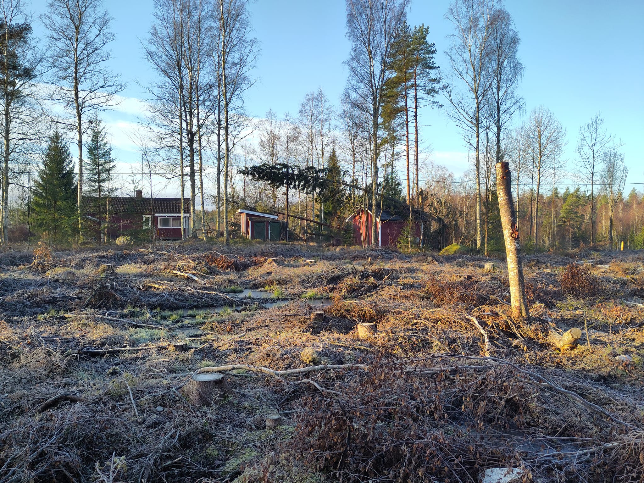 Images FLF Trädfällning och skog