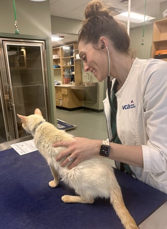 Images VCA Sanibel Animal Hospital