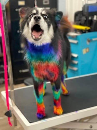 Images San Diego Grooming Academy