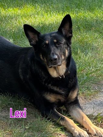 Images VanBlargan German Shepherds