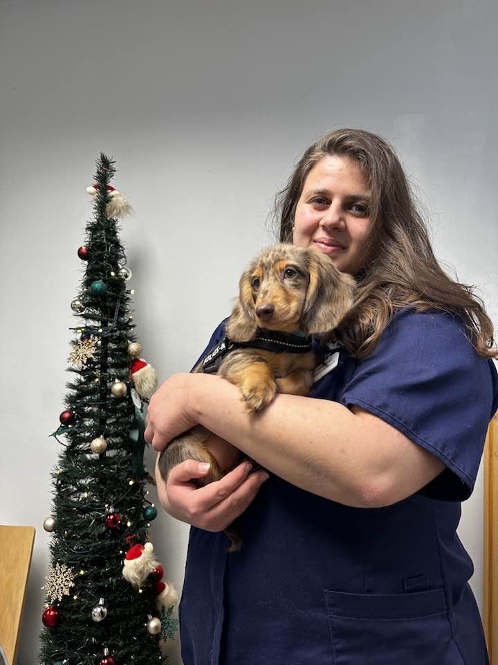 Images Streatham Hill Veterinary Surgery