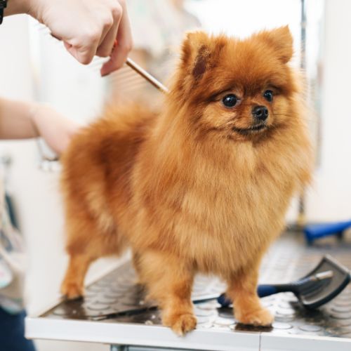 Images Shear Pawfection