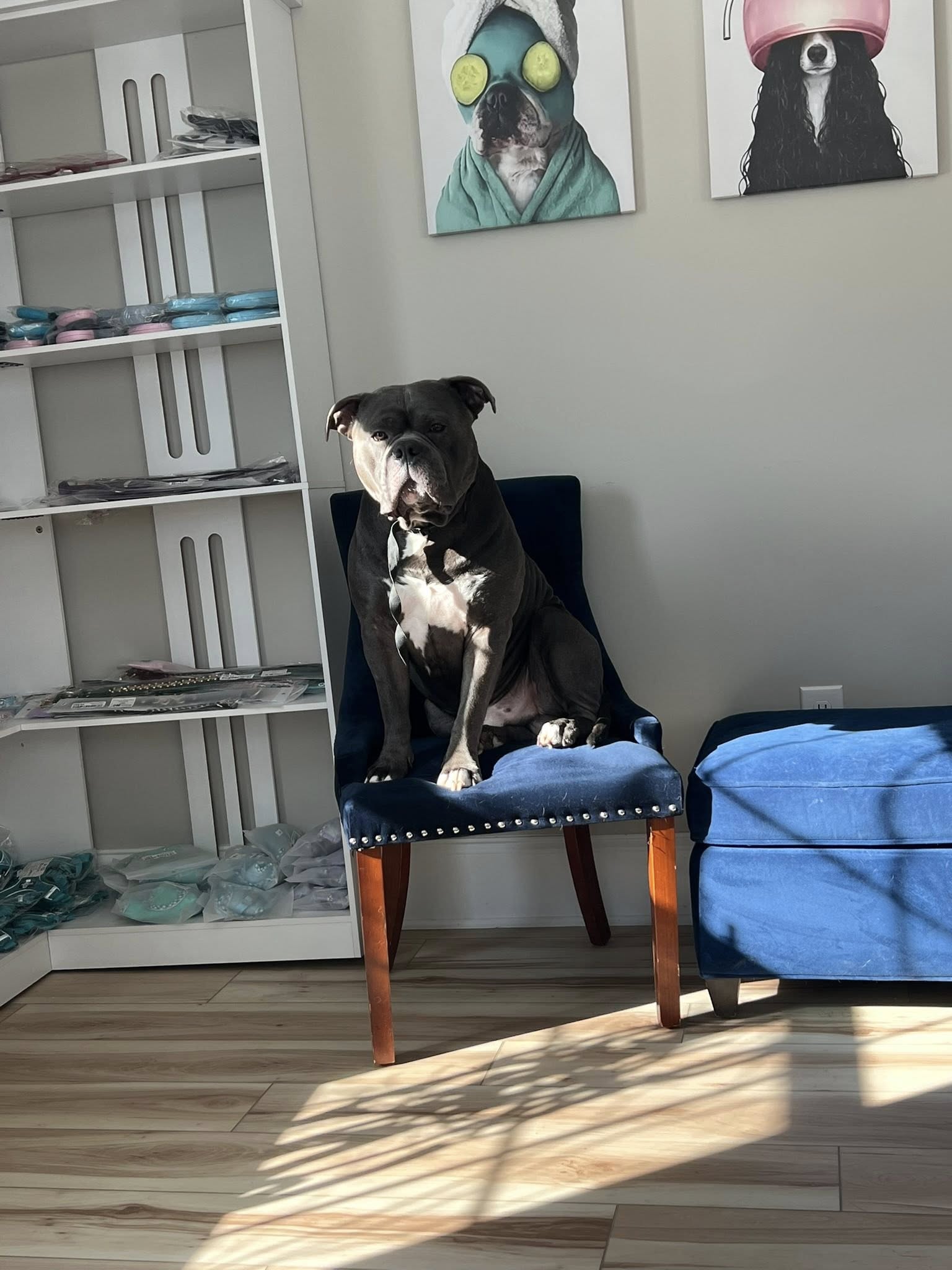 Doggy Day Care