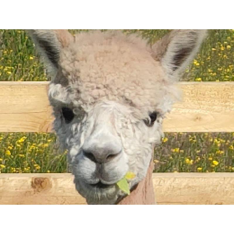 Rozelle Alpacas - Crymych, Dyfed SA41 3QW - 07876 642724 | ShowMeLocal.com