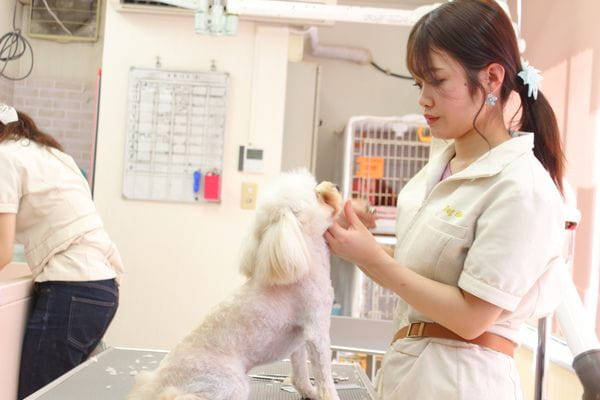 Images ペットショップ 犬の家