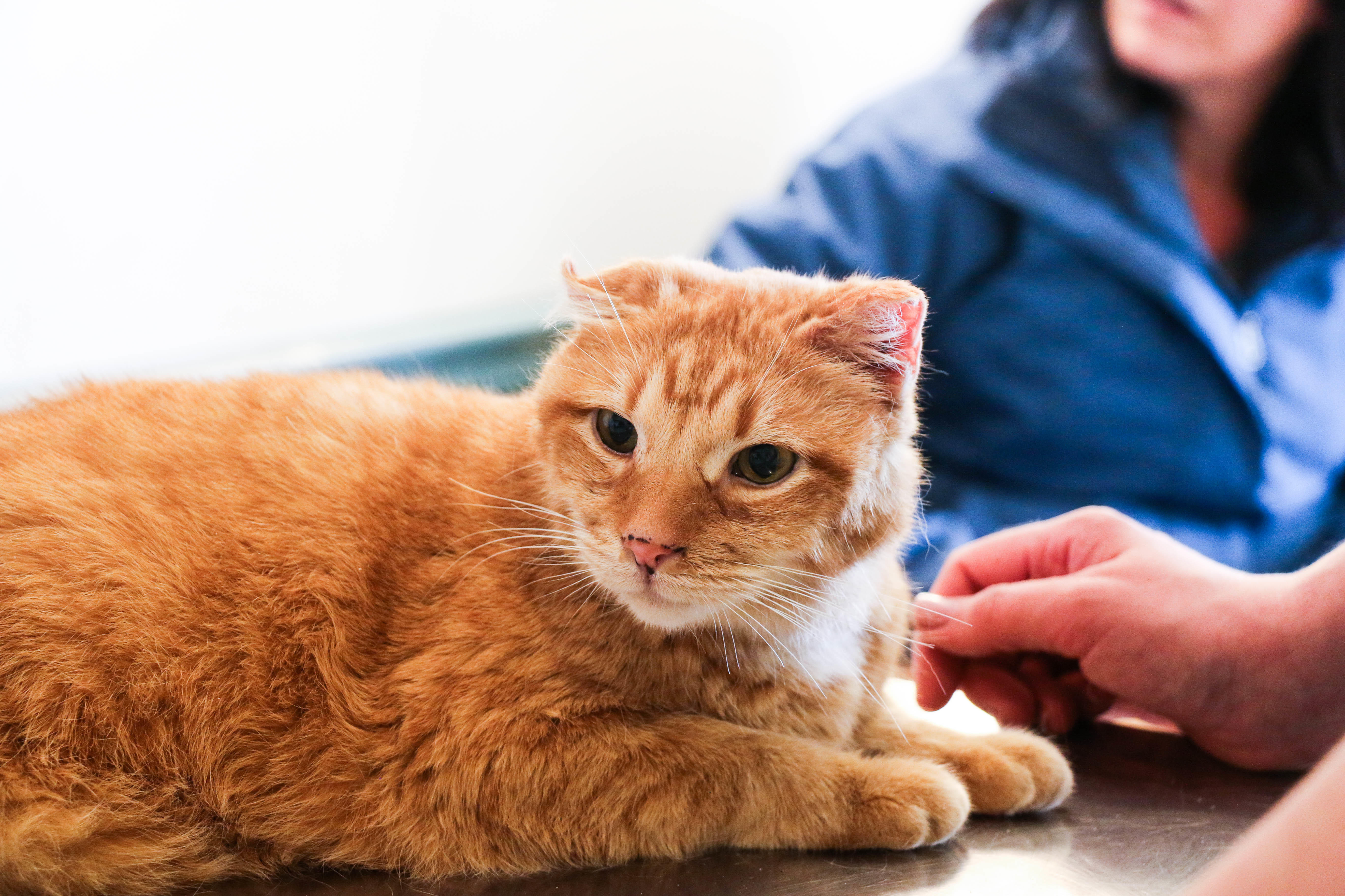 We recommend annual or semi-annual visits for all pets under our care, even if they appear seemingly healthy!