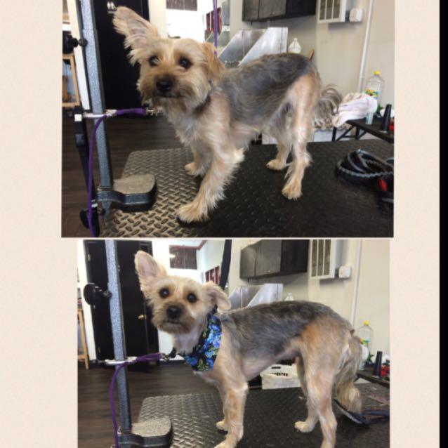 Minne getting her first haircut of the New Year!! So sweet 