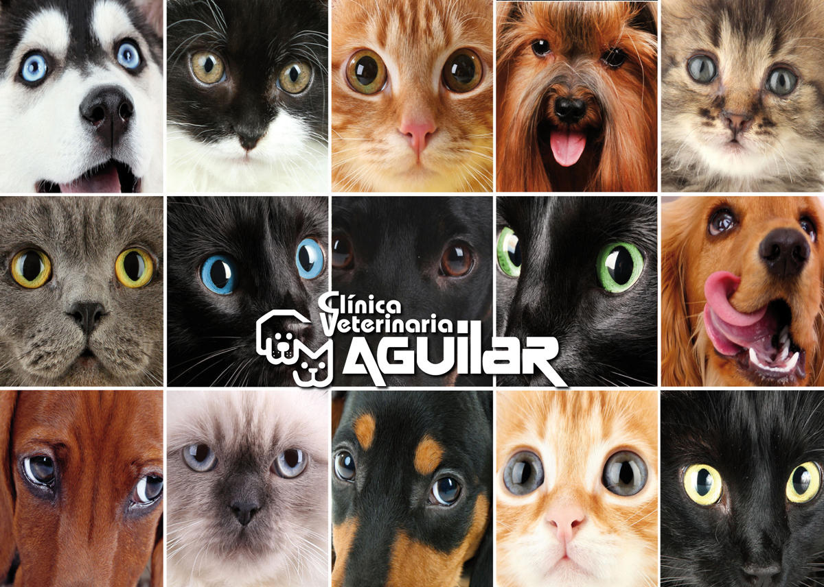 Images Clínica Veterinaria Aguilar