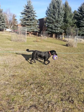 Images Marcinda Kennels