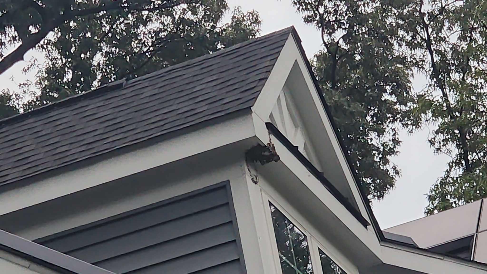 wasp nest removed