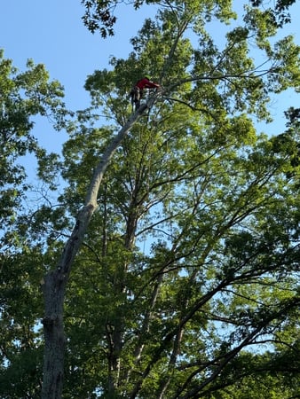 Images Northside Tree Professionals