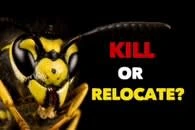Images Platoon Pest Control