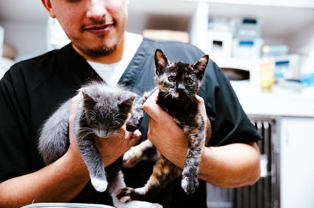 Images Imperial Animal Hospital