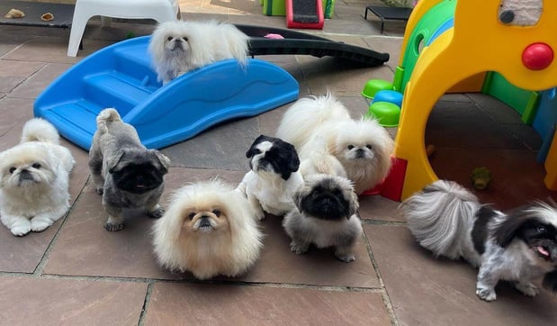 Images Puppies For Sale