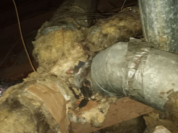 Images Rodent Solution