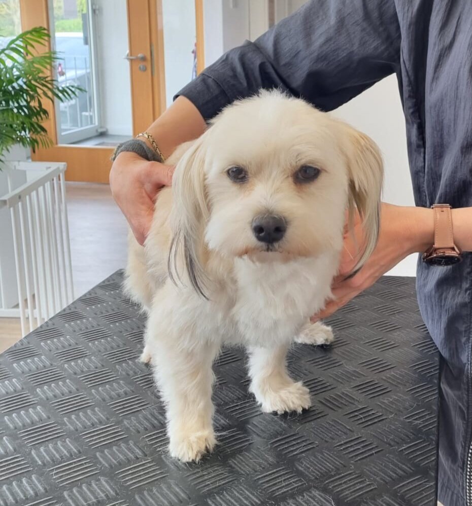 Mellys Hundesalon, Böwerweg 14 in Wittbek