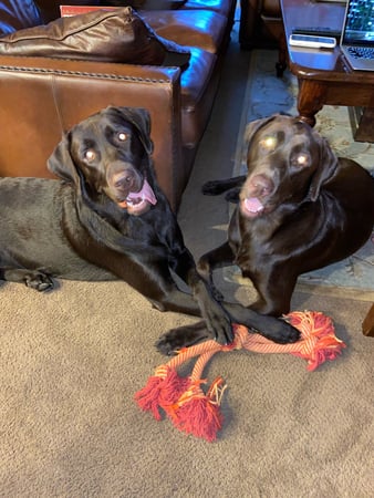 Images Senior Helpers